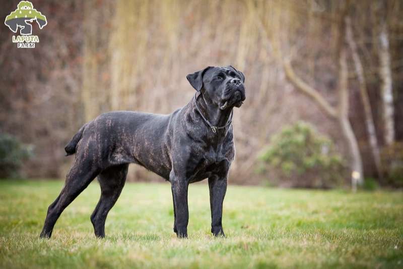 Chó Cane Corso: Nguồn gốc, đặc điểm và giá bán [Mới Nhất]