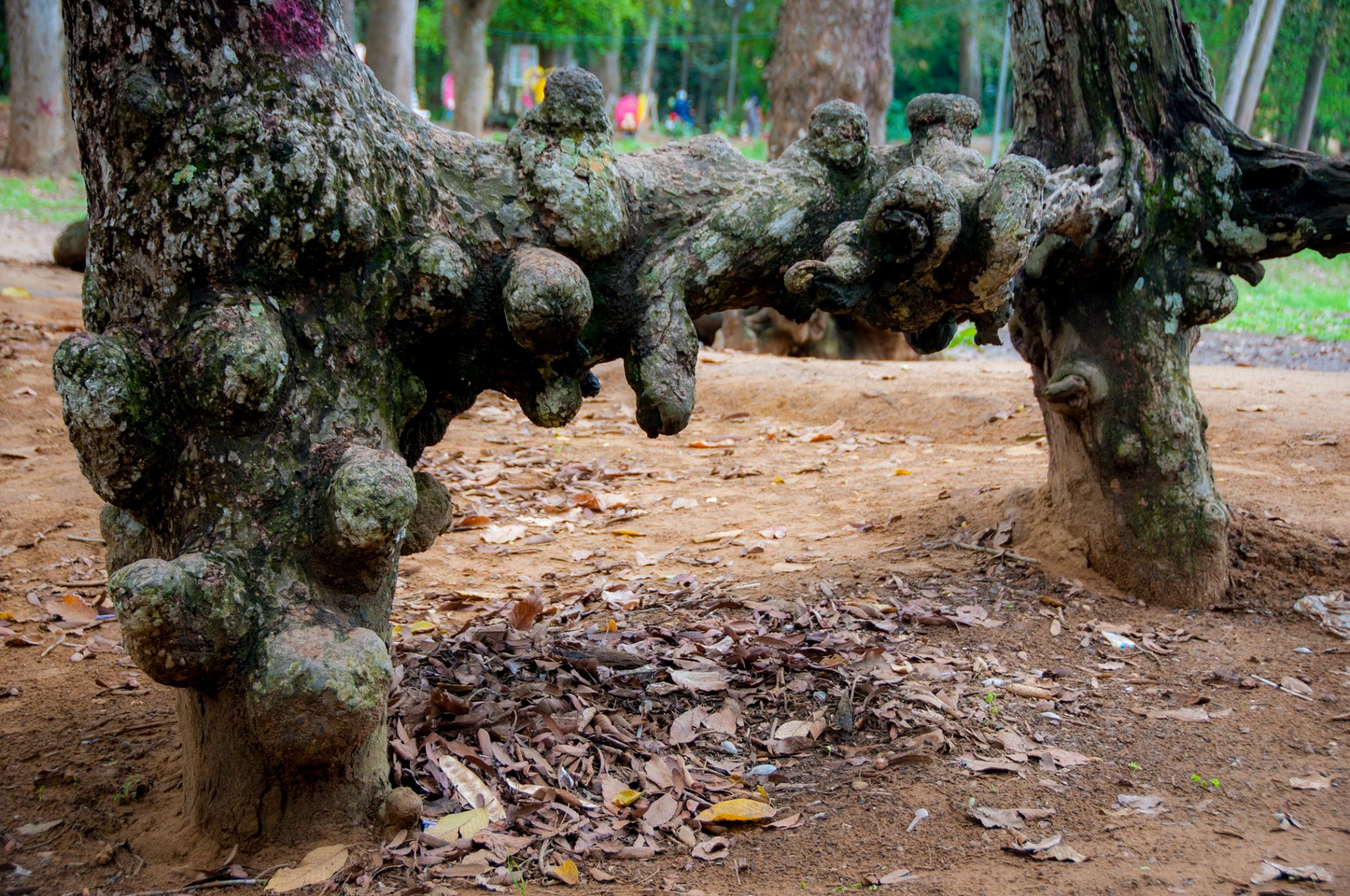 Ao Bà Om - Thắng cảnh độc đáo của đất Trà Vinh