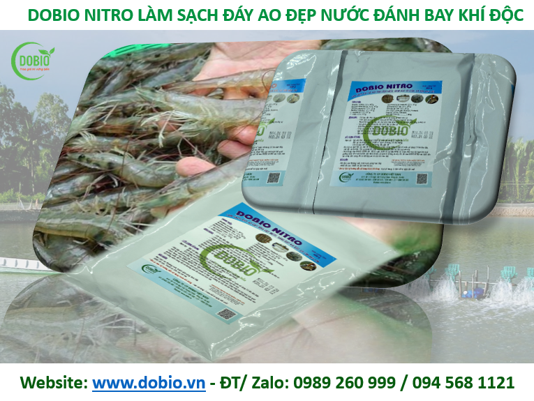 CHẾ PHẨM SINH HỌC MEN VI SINH KHỬ ĐÁY GÂY MÀU NƯỚC AO NUÔI DOBIO NITRO