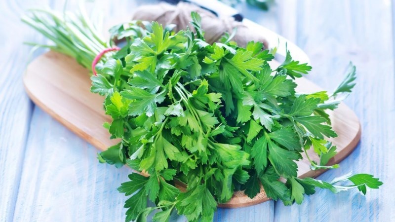 Rau mùi tây Parsley là gì? Có tác dụng gì? Phân biệt mùi tây, cần tây, mùi