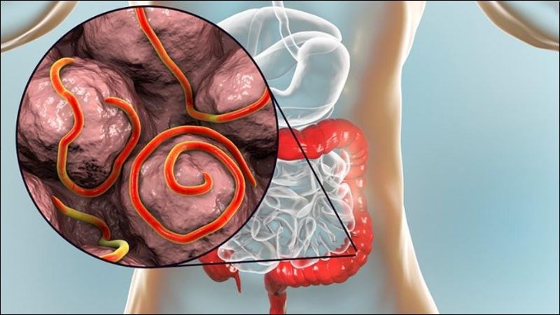 Hướng dẫn sử dụng thuốc tẩy giun đúng cách an toàn và hiệu quả