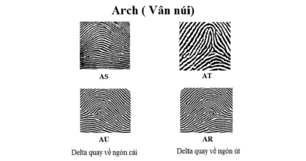 Chủng vân tay Arch và cách nhận dạng chủng vân tay núi này