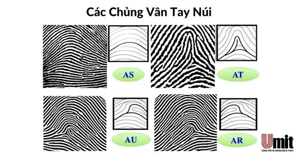 Chủng vân tay Arch và cách nhận dạng chủng vân tay núi này