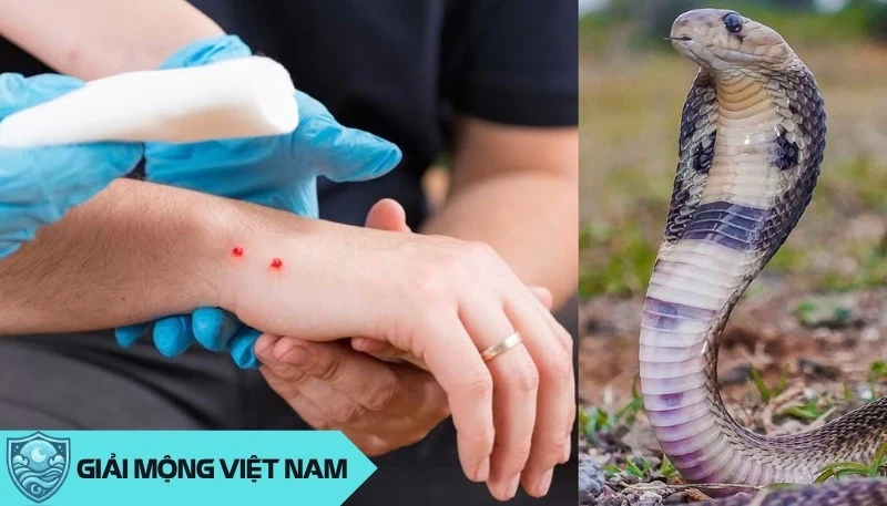 Nằm mơ thấy rắn cắn: Cảnh báo về sức khỏe và mối quan hệ xung quanh, dự đoán đánh con gì? - Yến Thanh Medical - Giải mã giấc mơ - Điềm báo - Cung Hoàng Đạo