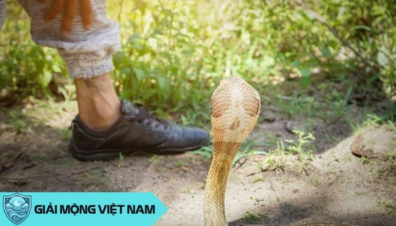 Nằm mơ thấy rắn cắn: Cảnh báo về sức khỏe và mối quan hệ xung quanh, dự đoán đánh con gì? - Yến Thanh Medical - Giải mã giấc mơ - Điềm báo - Cung Hoàng Đạo