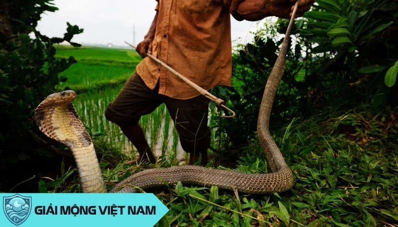 Nằm mơ thấy rắn cắn: Cảnh báo về sức khỏe và mối quan hệ xung quanh, dự đoán đánh con gì? - Yến Thanh Medical - Giải mã giấc mơ - Điềm báo - Cung Hoàng Đạo