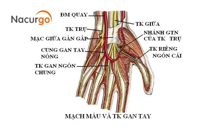 Xử lý vết thương ở bàn tay như thế nào?