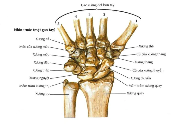 Bàn tay có bao nhiêu xương? Cấu trúc và chức năng của bàn tay trong cơ thể người