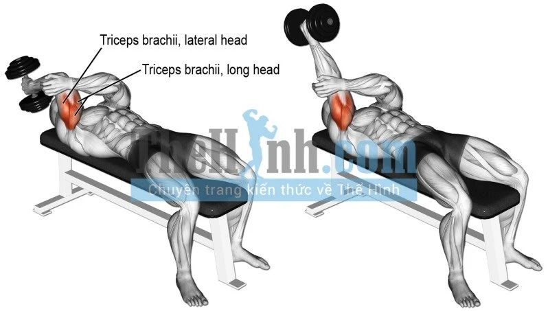 Tổng hợp bài tập tay trước và bài tập tay cho nam sau kèm hình nhóm cơ tác động