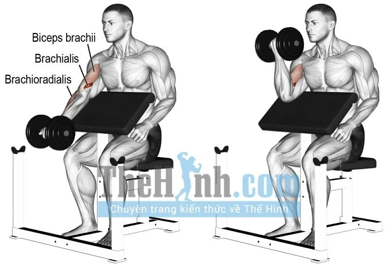 Dumbbell Preacher Curl