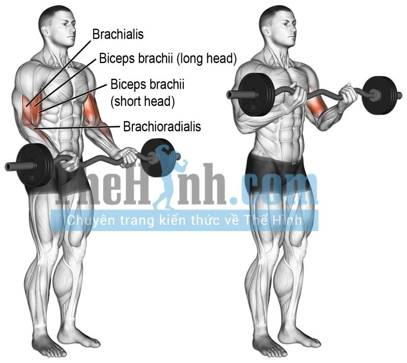 EZ Bar Curl