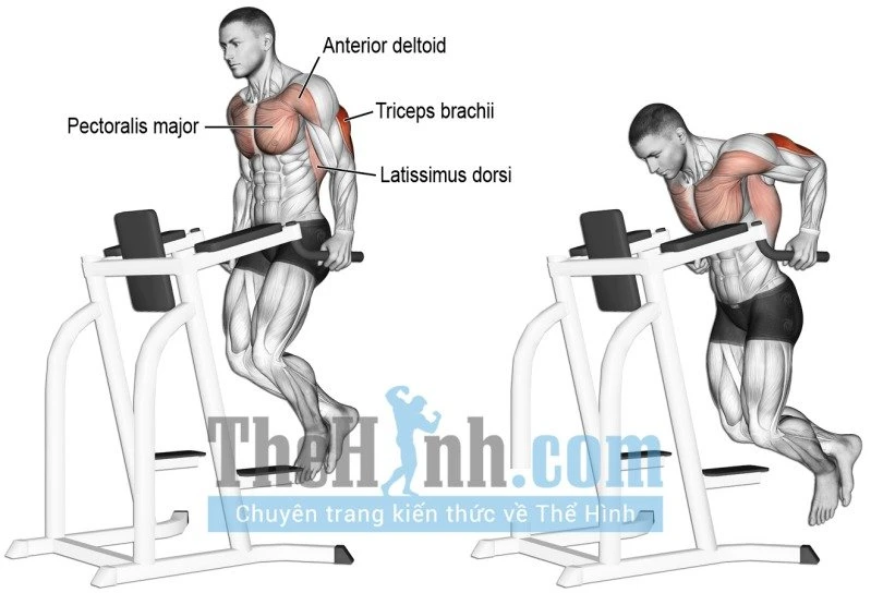 Triceps Dip