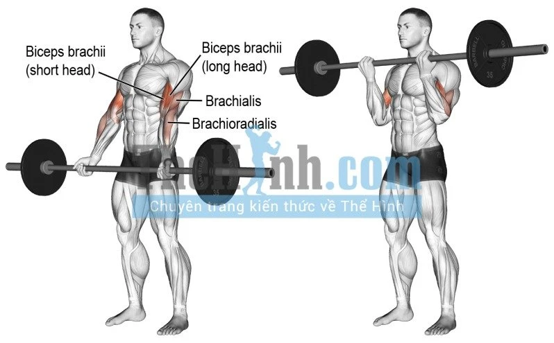 Barbell Biceps Curl