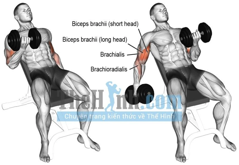 Incline Dumbbell Curl