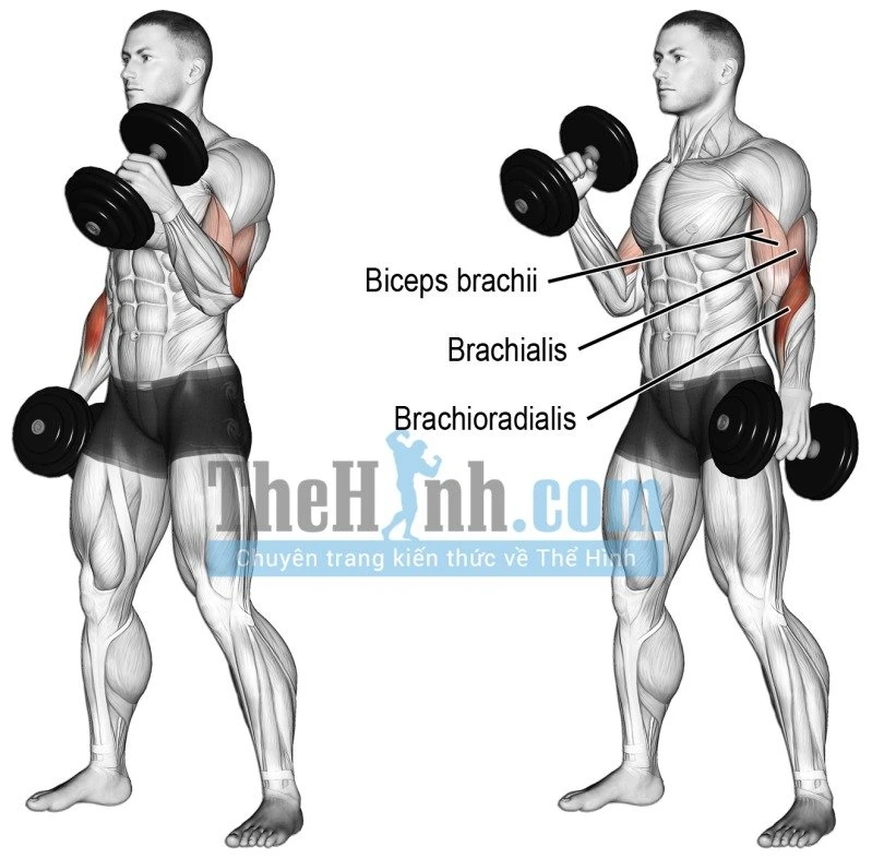 Dumbbell Hammer Curl