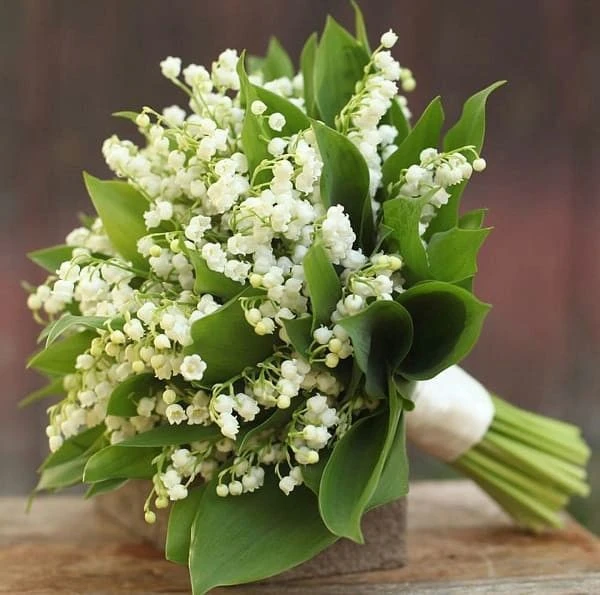 Khám Phá Vẻ Đẹp Hoa Linh Lan Trắng Tự Nhiên