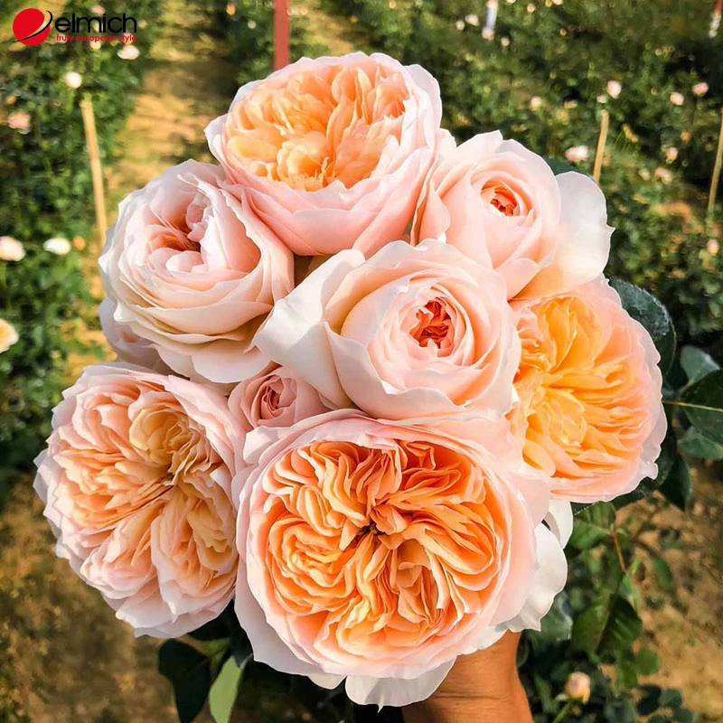 Khám Phá Hoa Hướng Dương và Ý Nghĩa Đặc Biệt Của Nó
