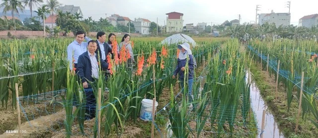 Nhà khoa học tạo giống hoa lay ơn ra hoa theo ý muốn