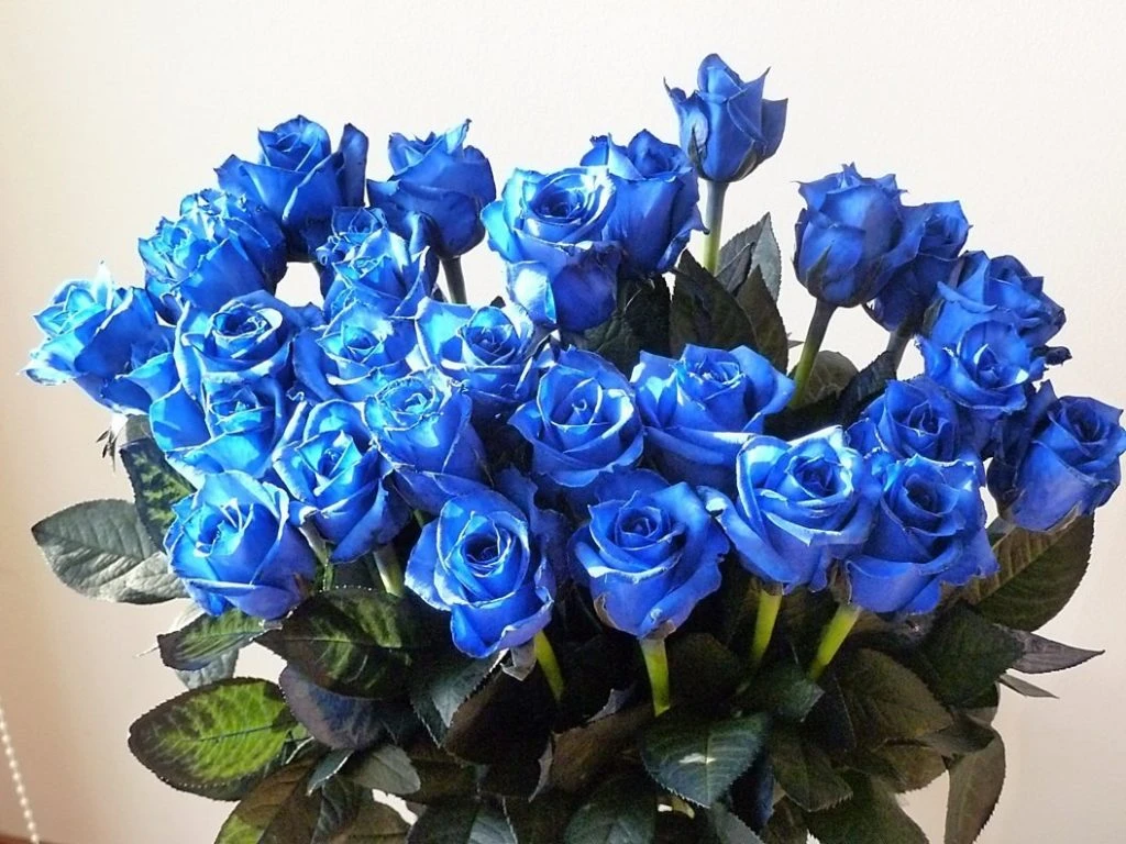 Hoa Hồng Xanh: Tìm hiểu về ý nghĩa, đặc điểm cách trồng và chăm sóc