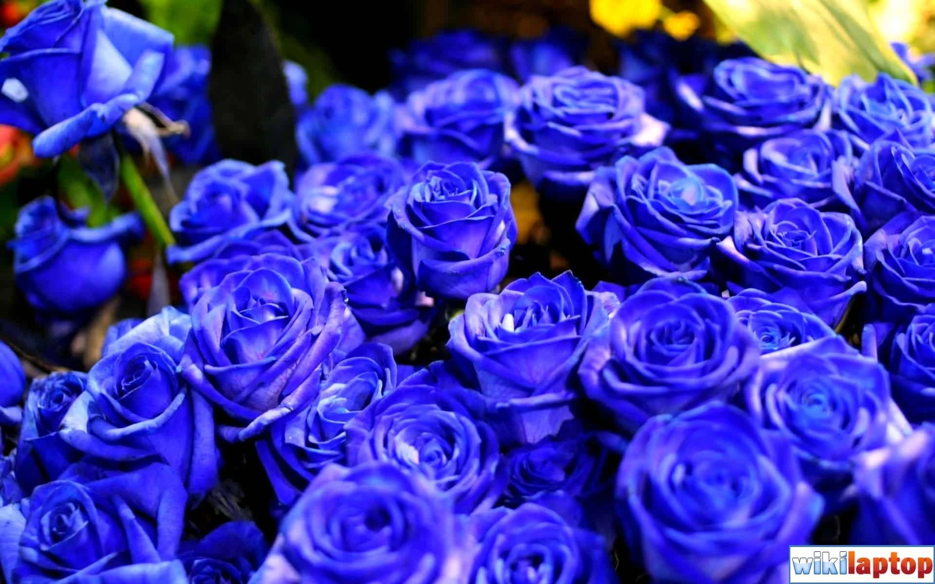 Hoa Hồng Xanh: Tìm hiểu về ý nghĩa, đặc điểm cách trồng và chăm sóc