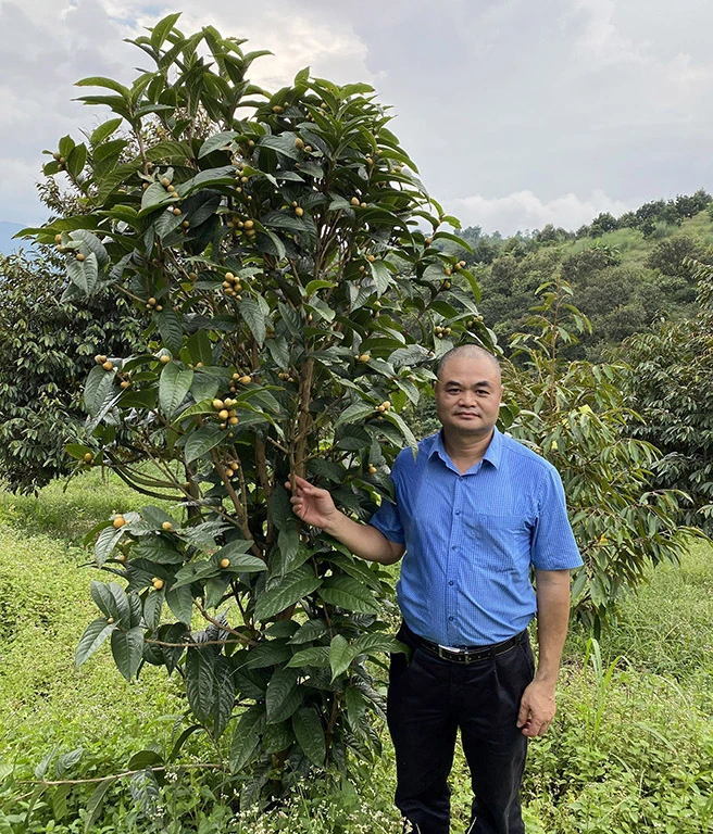 Tác dụng tuyệt vời của trà hoa vàng cho sức khỏe