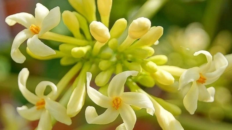 Lợi Ích Sức Khỏe Của Hoa Đu Đủ Đực Ngâm Mật Ong