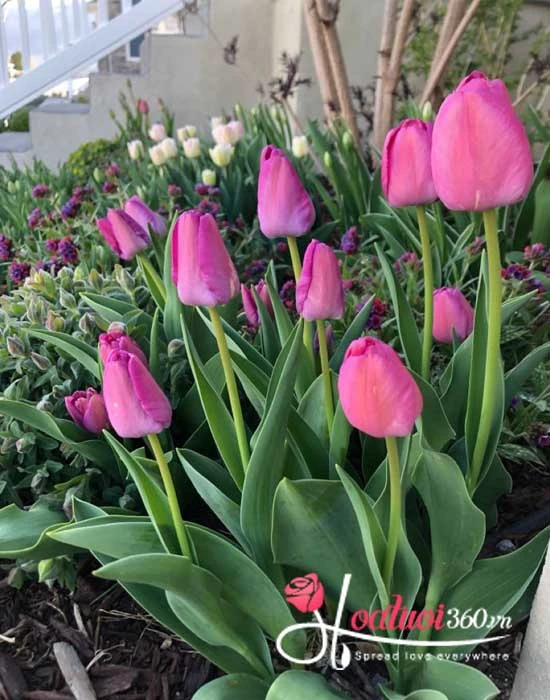 Hoa tulip tím - Nét đẹp hoàng gia kiêu sa