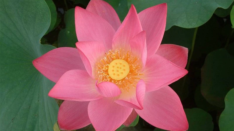 Tổng hợp 100+ hình ảnh hoa sen đẹp nhất 2024