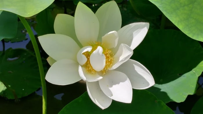 Bộ sưu tập hình ảnh đẹp nhất về hoa Sen Trắng
