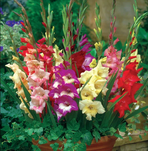 Cách giữ hoa lay ơn tươi lâu trong những ngày Tết