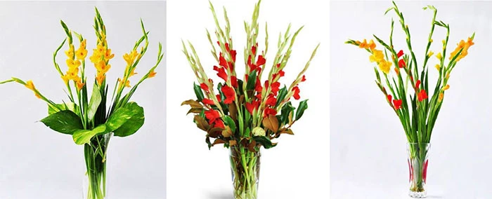 Cách giữ hoa lay ơn tươi lâu trong những ngày Tết