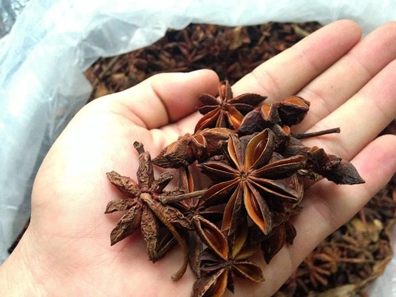 Khám Phá Giá Trị Đặc Biệt Của Hoa Hồi Tại Lạng Sơn