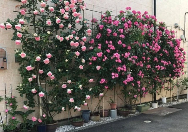 Cây Hoa Hồng - Nguồn gốc, đặc điểm, phân loại và ý nghĩa