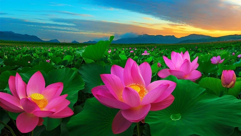 Tổng hợp 100+ hình ảnh hoa sen đẹp nhất 2024