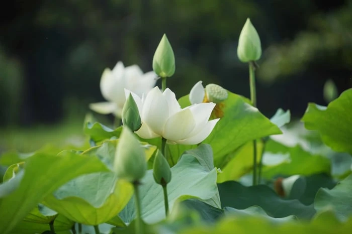 Bộ sưu tập hình ảnh đẹp nhất về hoa Sen Trắng