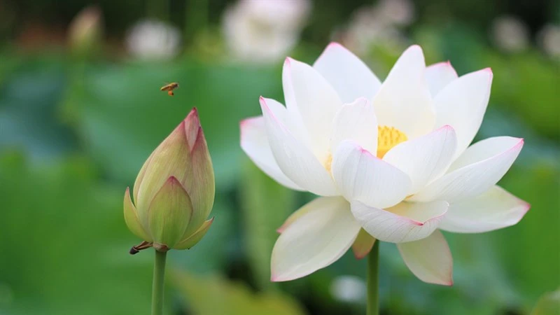 Tổng hợp 100+ hình ảnh hoa sen đẹp nhất 2024