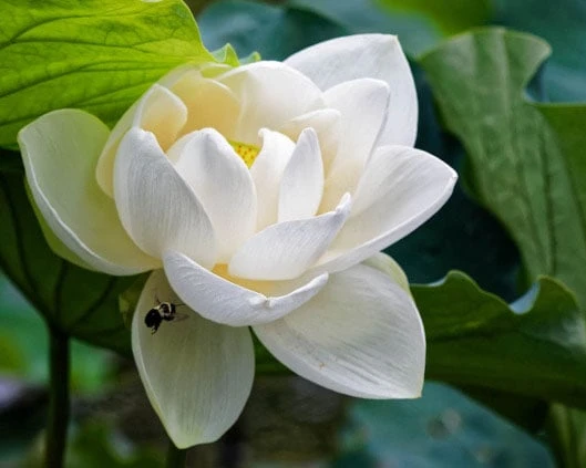 Bộ sưu tập hình ảnh đẹp nhất về hoa Sen Trắng