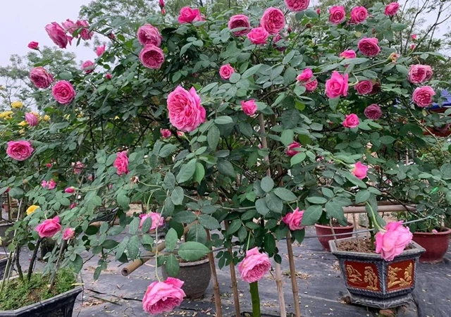 Cây Hoa Hồng - Nguồn gốc, đặc điểm, phân loại và ý nghĩa