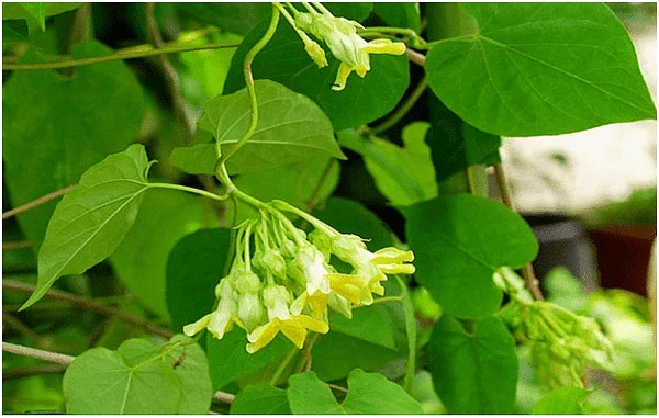 Thiên lý: Vị thuốc từ loài hoa nồng nàn về đêm