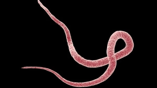 Thiên lý: Vị thuốc từ loài hoa nồng nàn về đêm