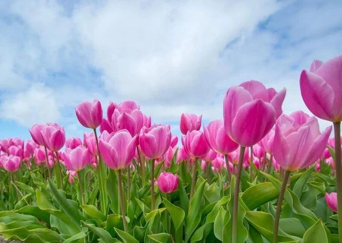 Hình nền hoa tulip chill cho điện thoại thêm ấn tượng
