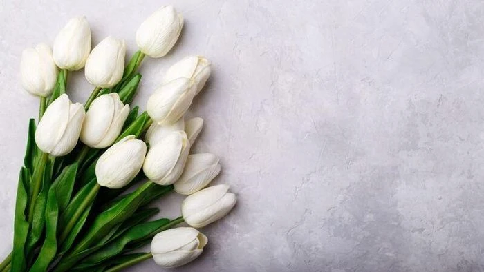 Bộ sưu tập 101+ hình ảnh hoa Tulip rực rỡ cho hình nền điện thoại