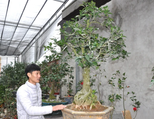 9X khởi nghiệp từ hoa Trà my cổ - UBND huyện Kim Sơn tỉnh Ninh Bình
