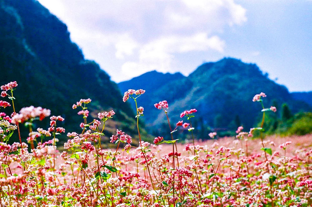 Khám Phá Vẻ Đẹp Hoa Tam Giác Mạch Tại Hà Giang