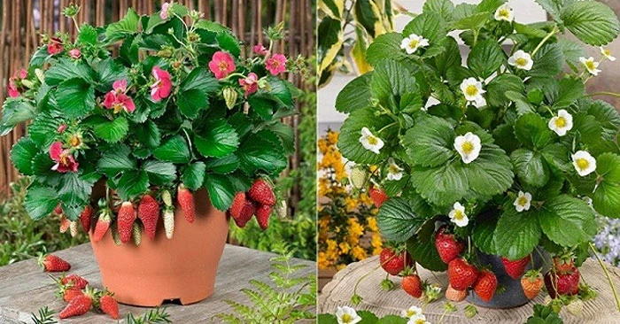 Cách trồng dâu tây vào tháng 4 và tháng 5 hiệu quả