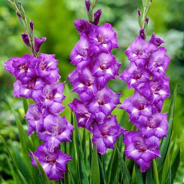 TOP 15+ Hoa màu tím tặng 20/10 cho mẹ, vợ, người yêu đẹp nhất