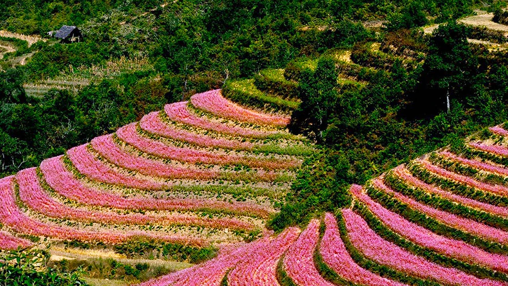 Ngất ngây với những thảm hoa tam giác mạch ở Hà Giang