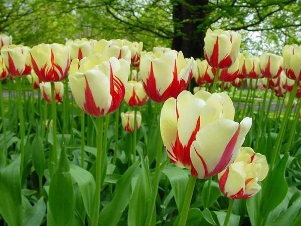 Ý nghĩa của hoa tulip theo màu sắc