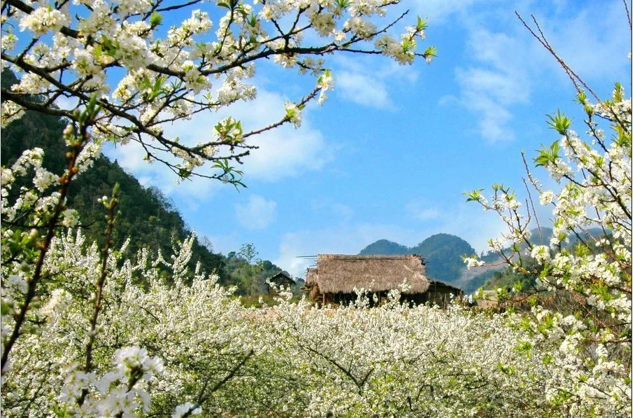 Hoa ban Tây Bắc: Biểu tượng tình yêu và văn hóa dân tộc