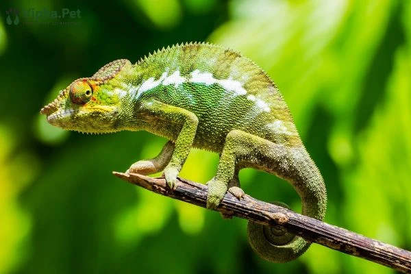 Khám Phá Tắc Kè Hoa và Khả Năng Thay Đổi Màu Sắc